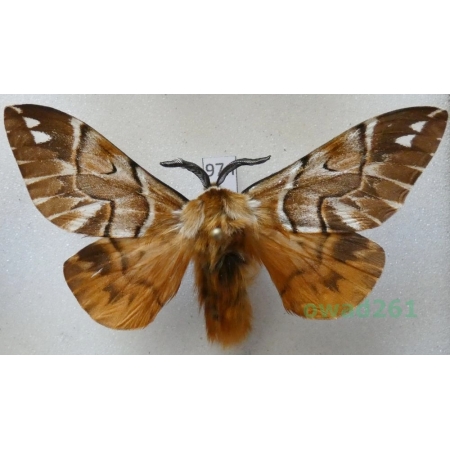 Endromis versicolora (Linnaeus, 1758) male Poland97n